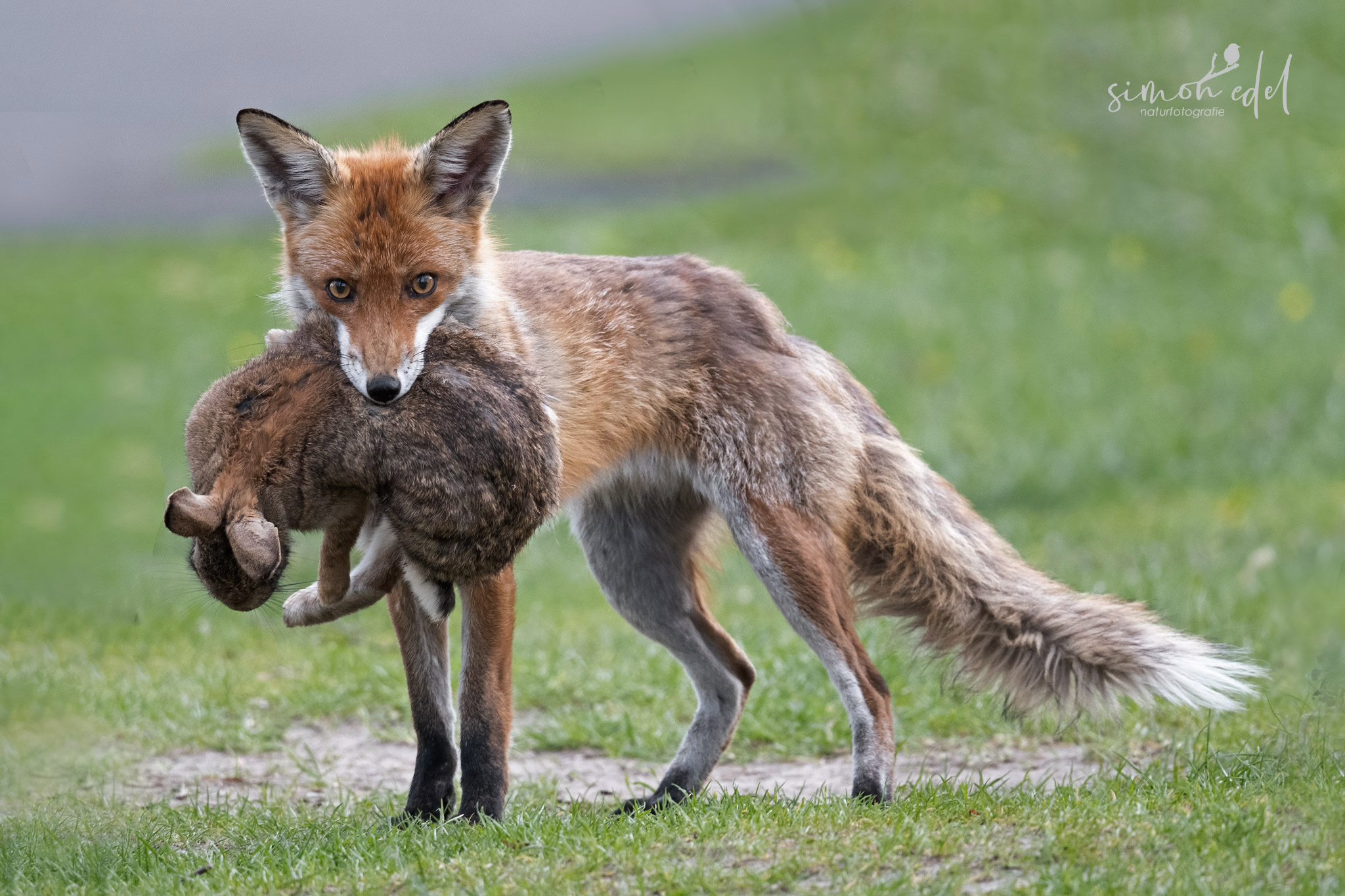 Rotfuchs Hat Nachwuchs Naturfotografie Simon Edel