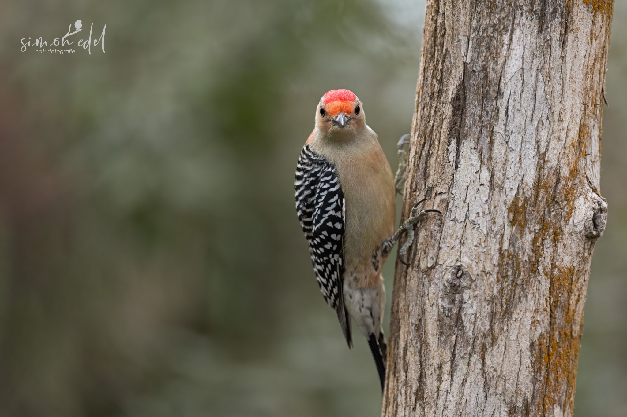 Carolinaspecht (red-bellied woodpecker)