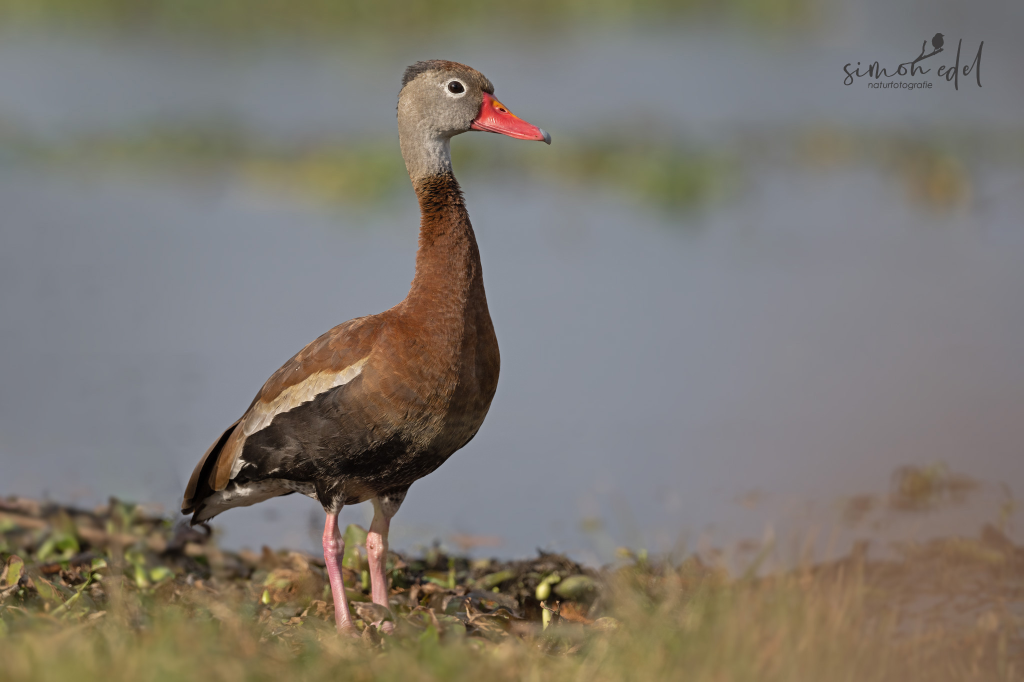 Graubrust-Pfeifgans (black-bellied whistling duck)
