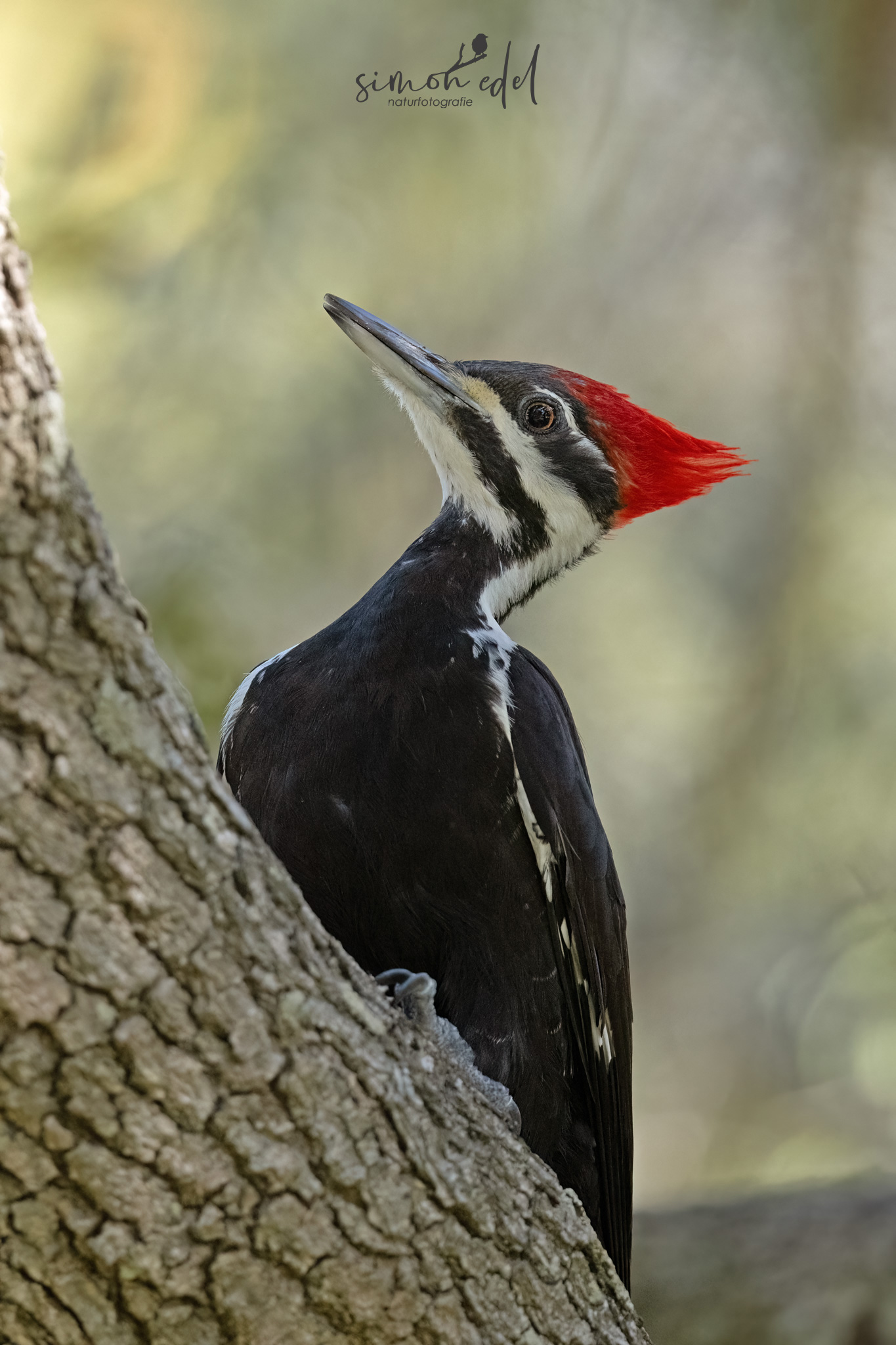 Helmspecht (pileated woodpecker)