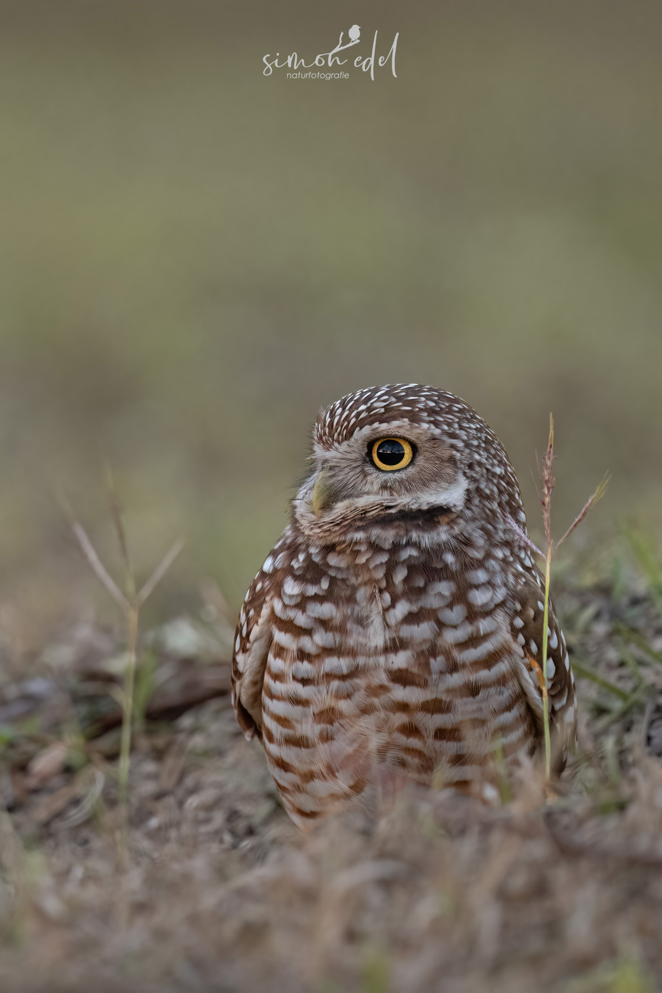 Kaninchenkauz (burrowing owl)