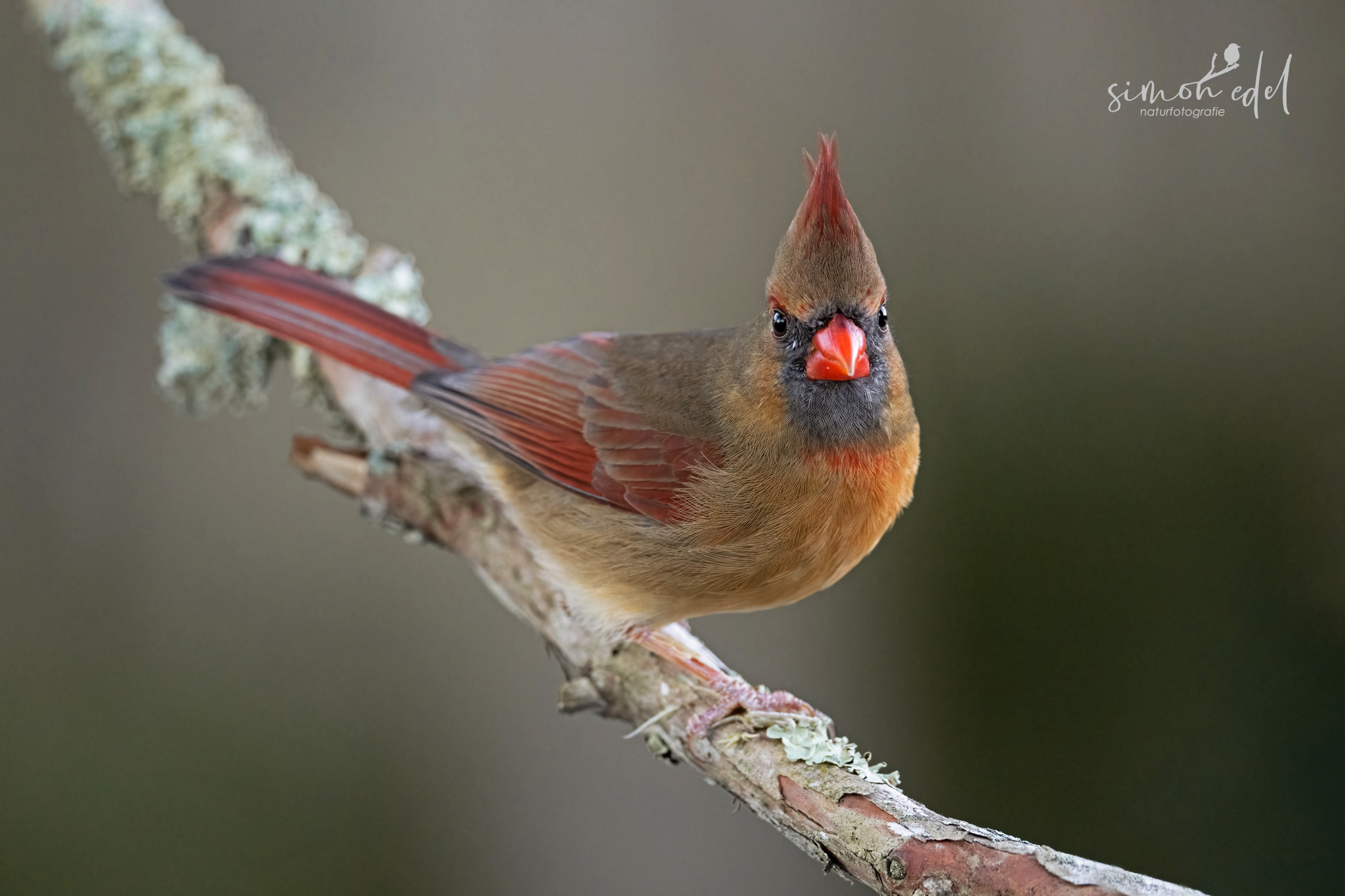 Rotkardinal (northern cardinal)