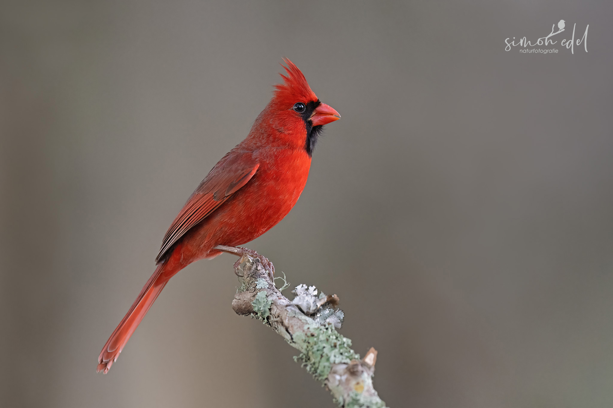 Rotkardinal (northern cardinal)