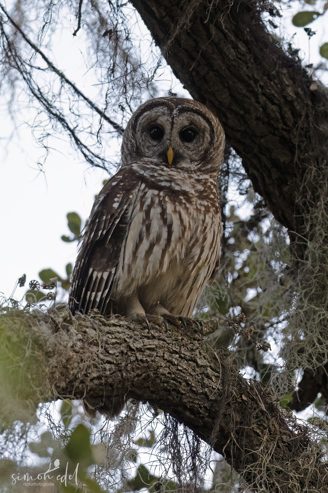 Streifenkauz (barred owl)