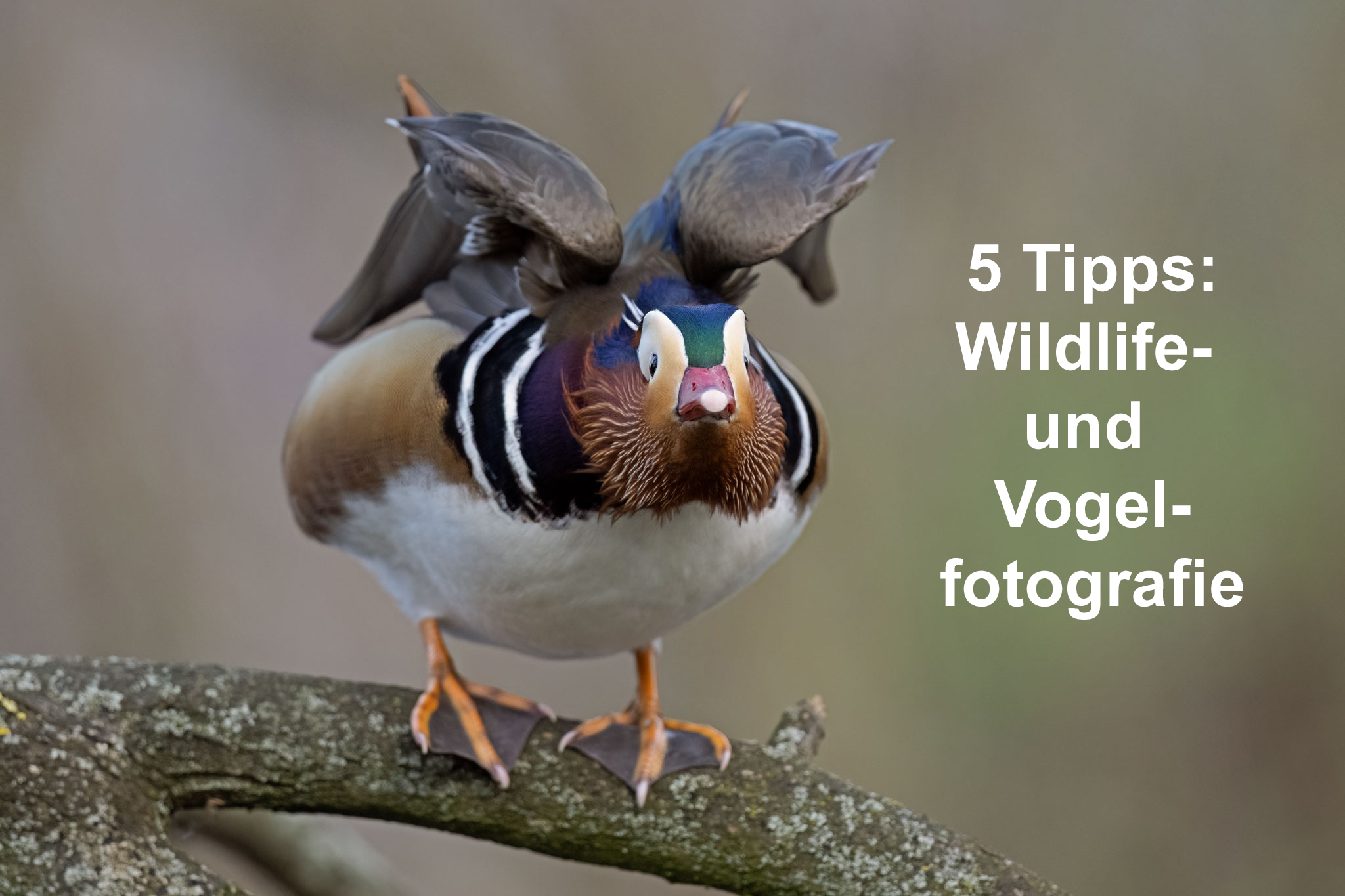 5 Tipps: Bildgestaltung in der Wildlfe- und Vogelfotografie