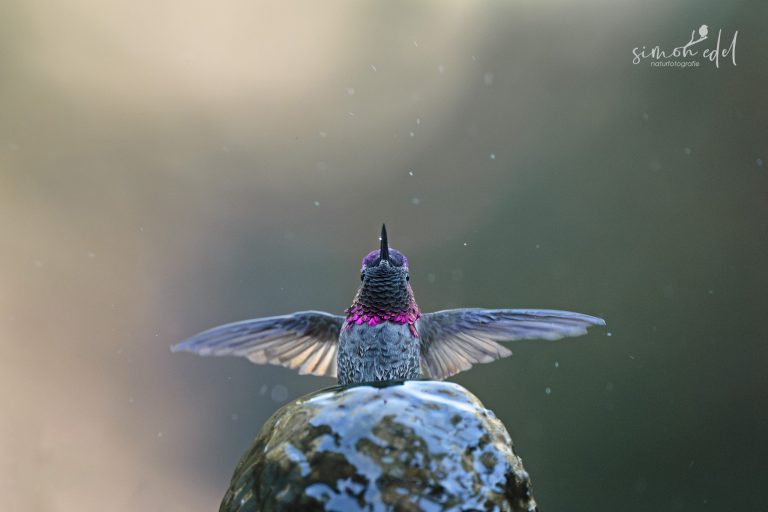 Annakolibri (Anna's hummingbird)