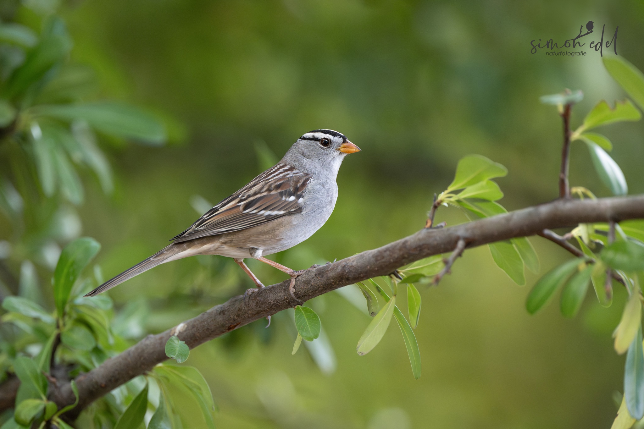 Dachsammer (white-crowned sparrow)
