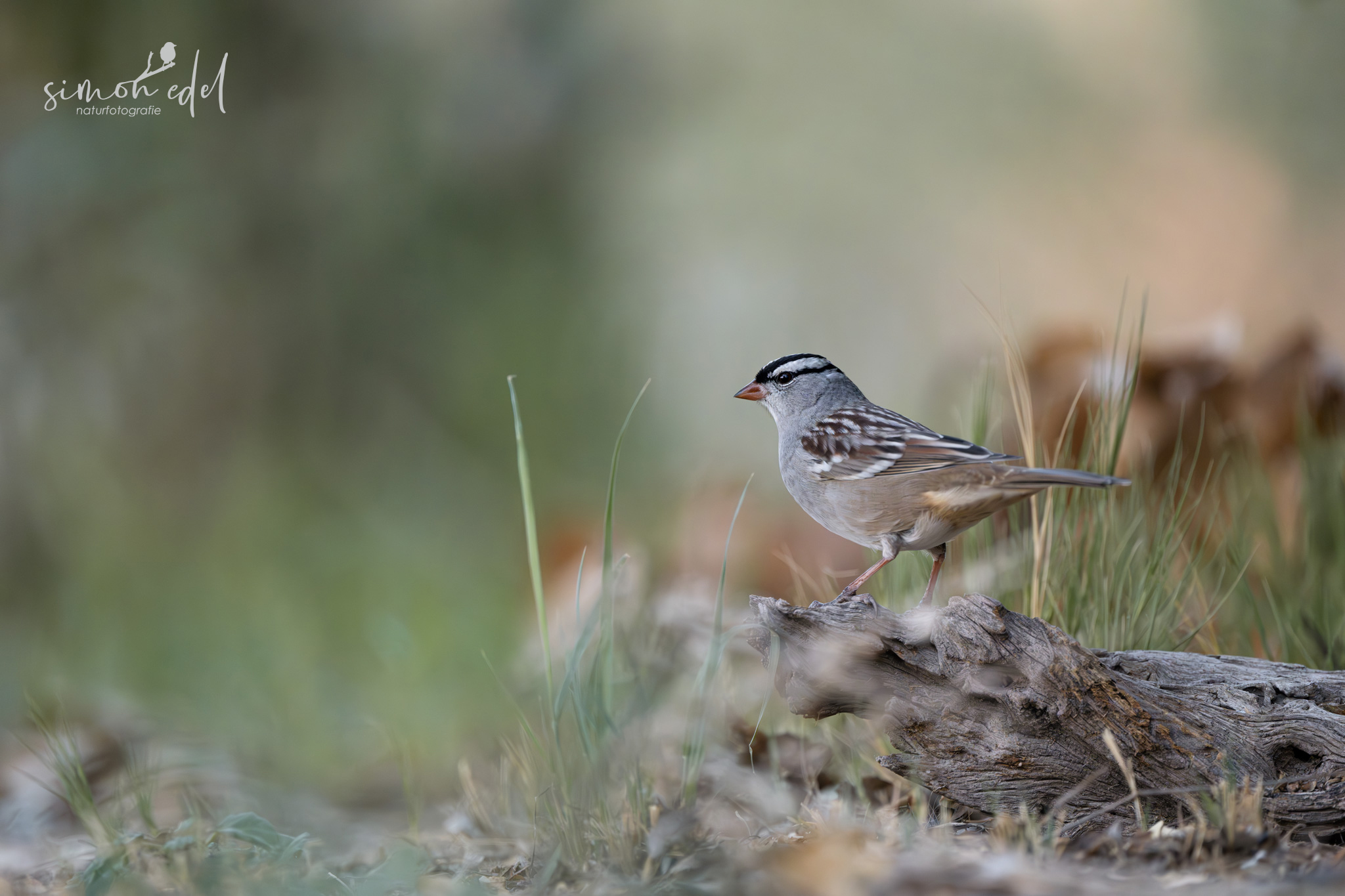 Dachsammer (white-crowned sparrow)