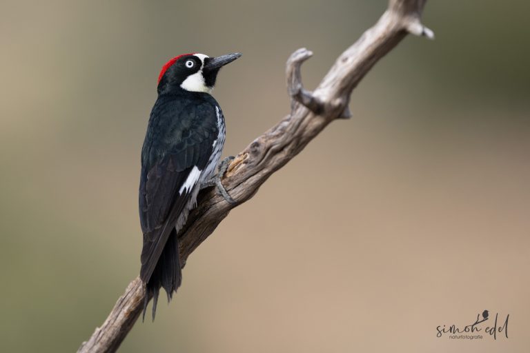 Eichelspecht (acorn woodpecker)