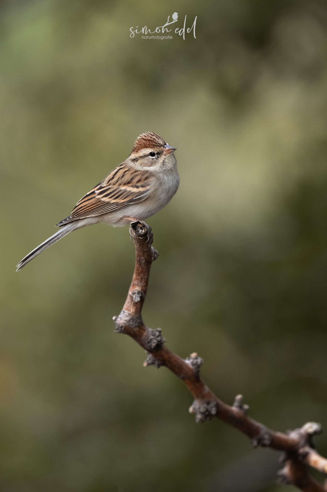 Schwirrammer (chipping sparrow)