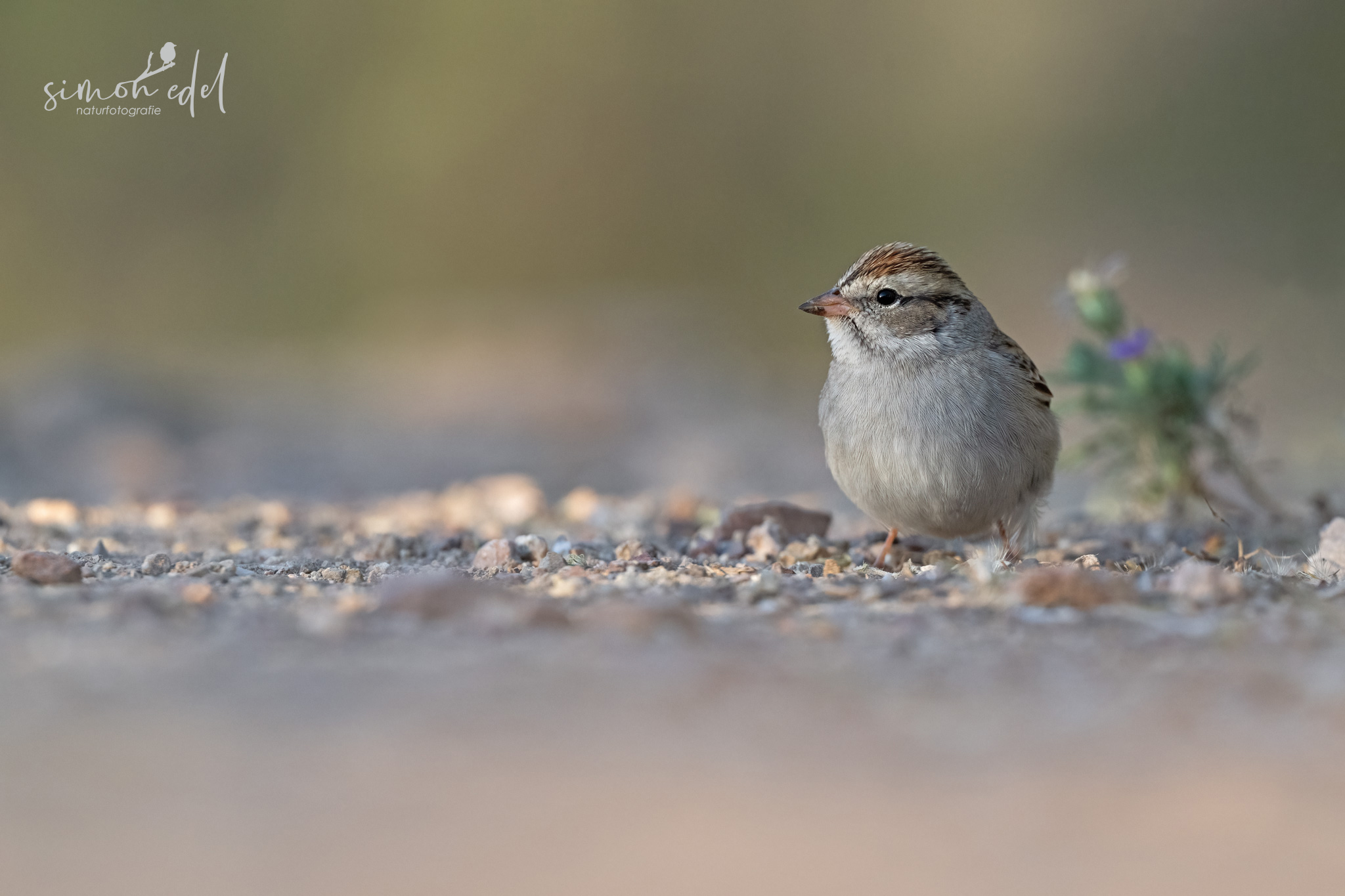 Schwirrammer (chipping sparrow)