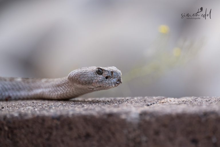 Texas-Klapperschlange (Western diamondback rattlesnake)