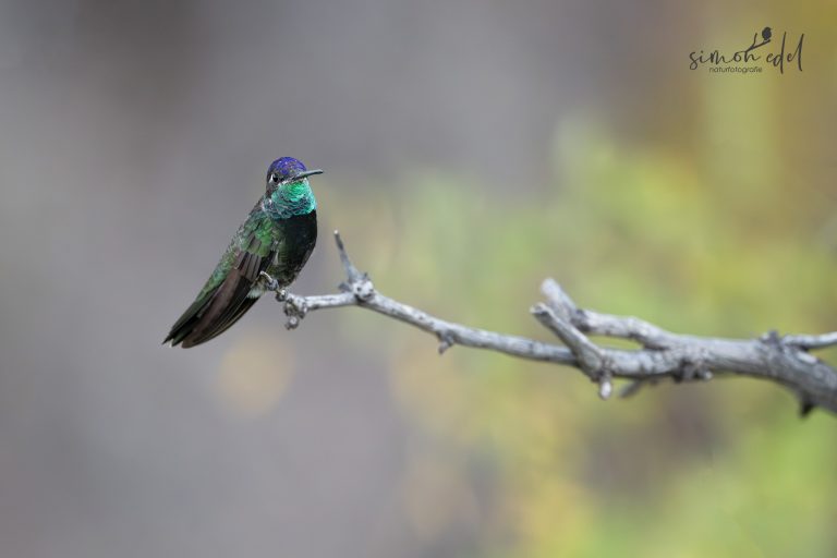 Violettkron-Brillantkolibri (Rivoli's hummingbird)