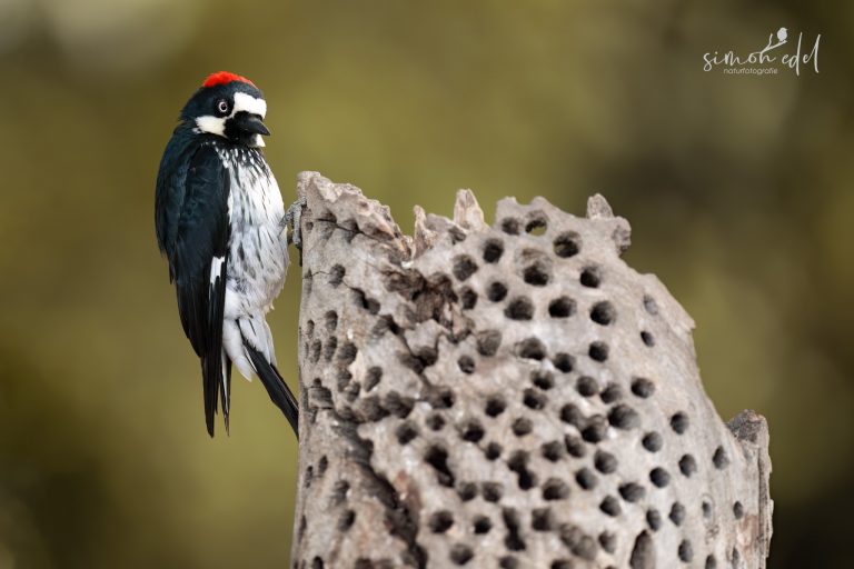 Acorn woodpecker sitting on a "granary tree" / Eichelspecht sitzt auf einem seiner alten "Kornspeicher"