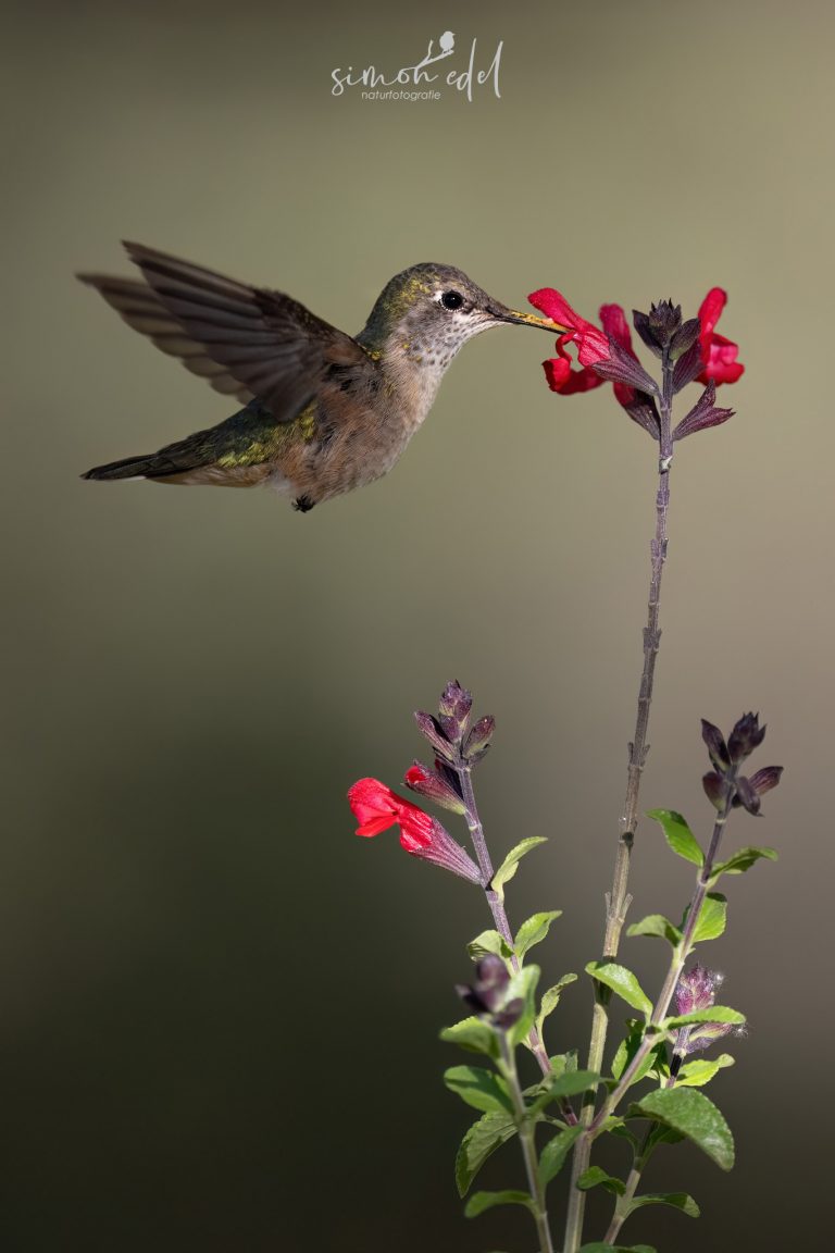 Broad-tailed hummingbird picking nectar from a flower / Breitschwanzelfe saugt Nektar aus einer Blüte