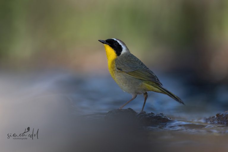 Common yellowthroat standing in the watter / Weidengelbkehlchen im seichten Flussbett stehend