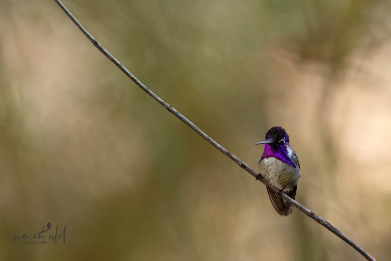 Costa's hummingbird sitting on a twig / Veilchenkopfelfe auf einem dünnen Ast sitzend