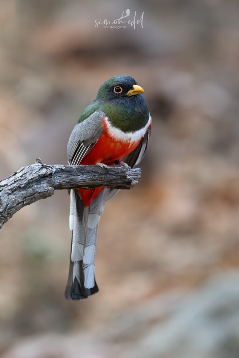 Elegant Trogon perching on a branch / Kupfertrogon ansitzend auf einem Ast