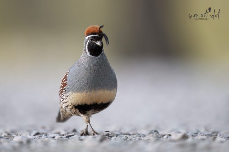 Gambel's quail posing on the stones / Helmwachtel posiert auf den Steinen