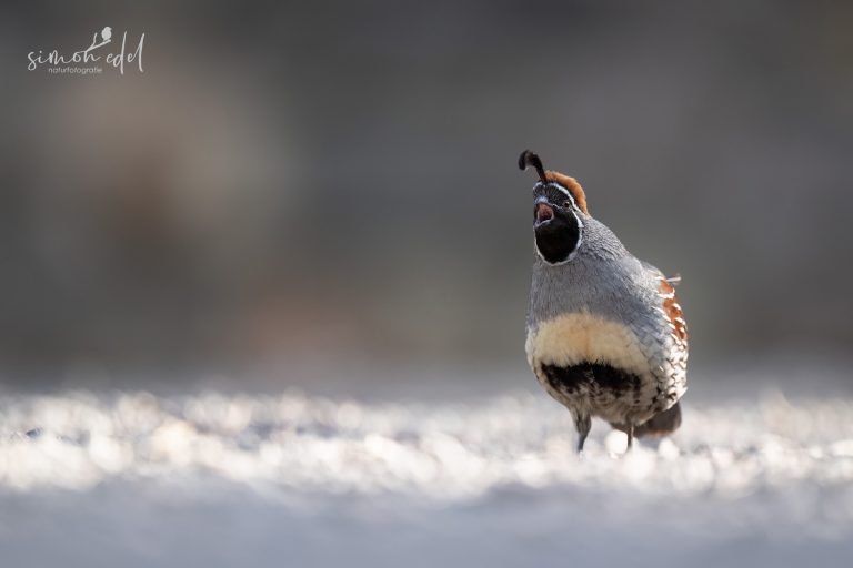 Gambel's quail scream out loud / Helmwachtel schreit laut