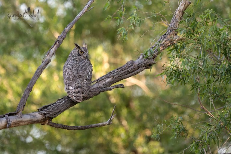 Great horned owl sitting on a tree / Virginia-Uhu im Baum sitzend