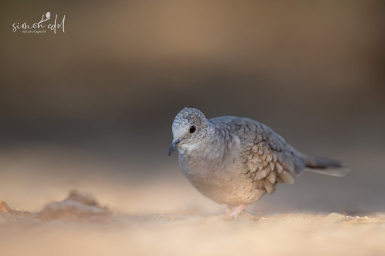 Inca dove walking on the ground at sunrise / Inkatäubchen auf dem Boden laufend im Morgenlicht