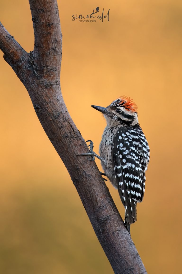Ladder-backed woodpecker sitting on a tree at sunrise / Texasspecht sitzend an einem dünnen Stamm im Sonnenaufgang