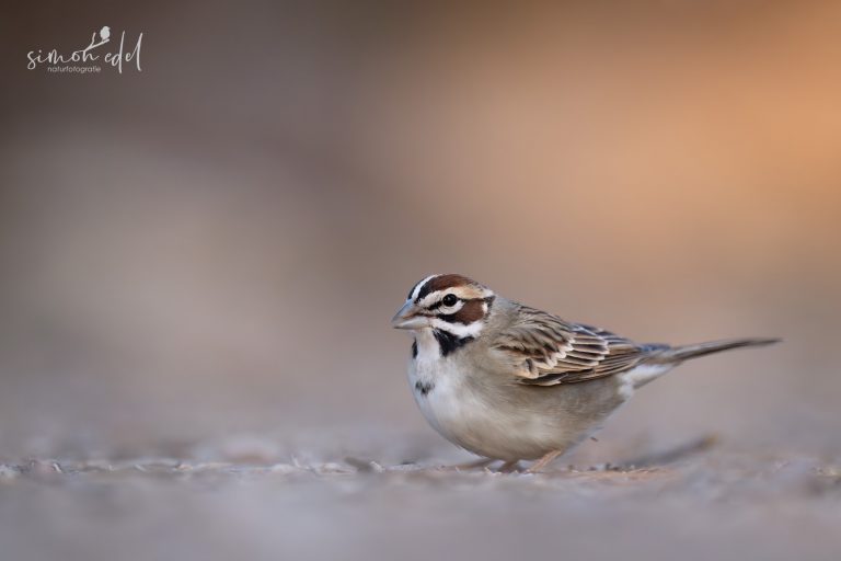 Lark sparrow walking on the ground during sunrise / Rainammer auf dem Boden sitzend während dem Sonnenaufgang