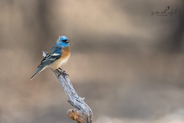 Lazuli bunting perching on a branch / Lazulifink auf einem Ast sitzend
