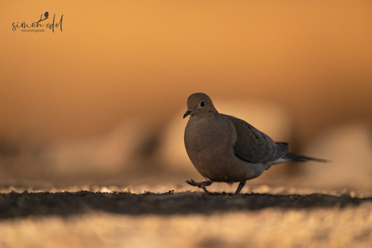 Mourning Dove walking on the ground at sunest / Carolinataube stolzierend auf dem Kies im Sonnenuntergang