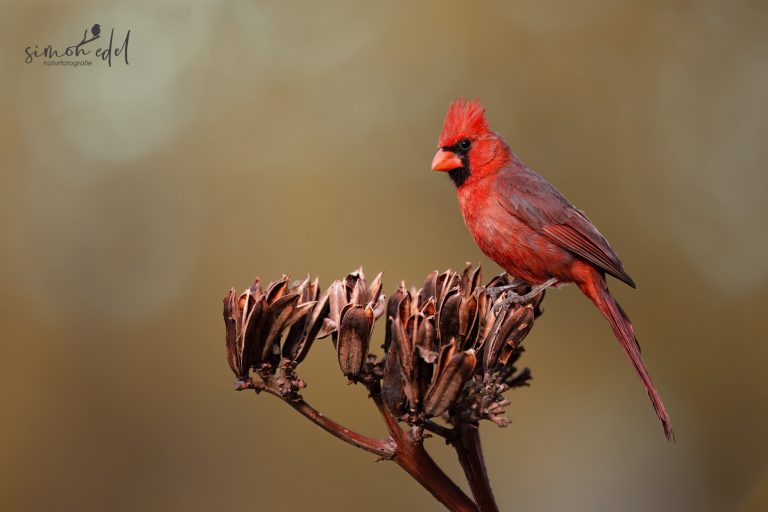 Northern Cardinal sitting on a desert flower / Rotkardinal auf einer Wüstenblume sitzend