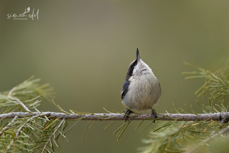 Pygmy nuthatch looking into the sky / Zwergkleiber, in den Himmel schauend