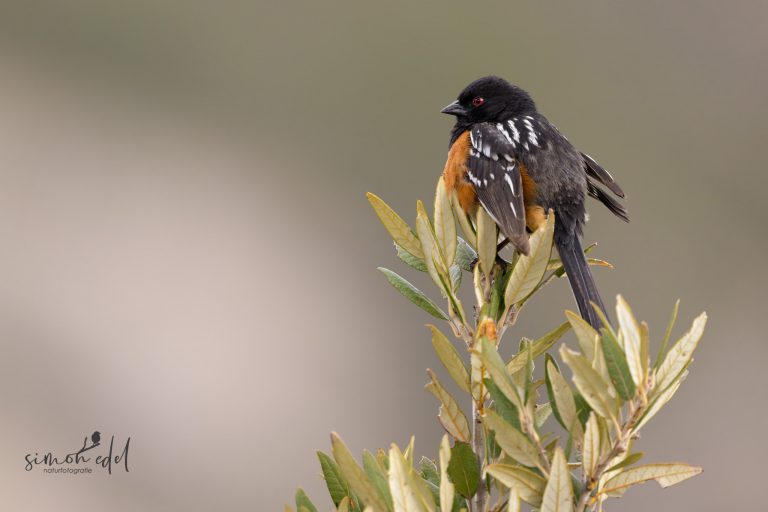Spotted towhee perching on a bush / Grundammer ansitzend auf einem Busch
