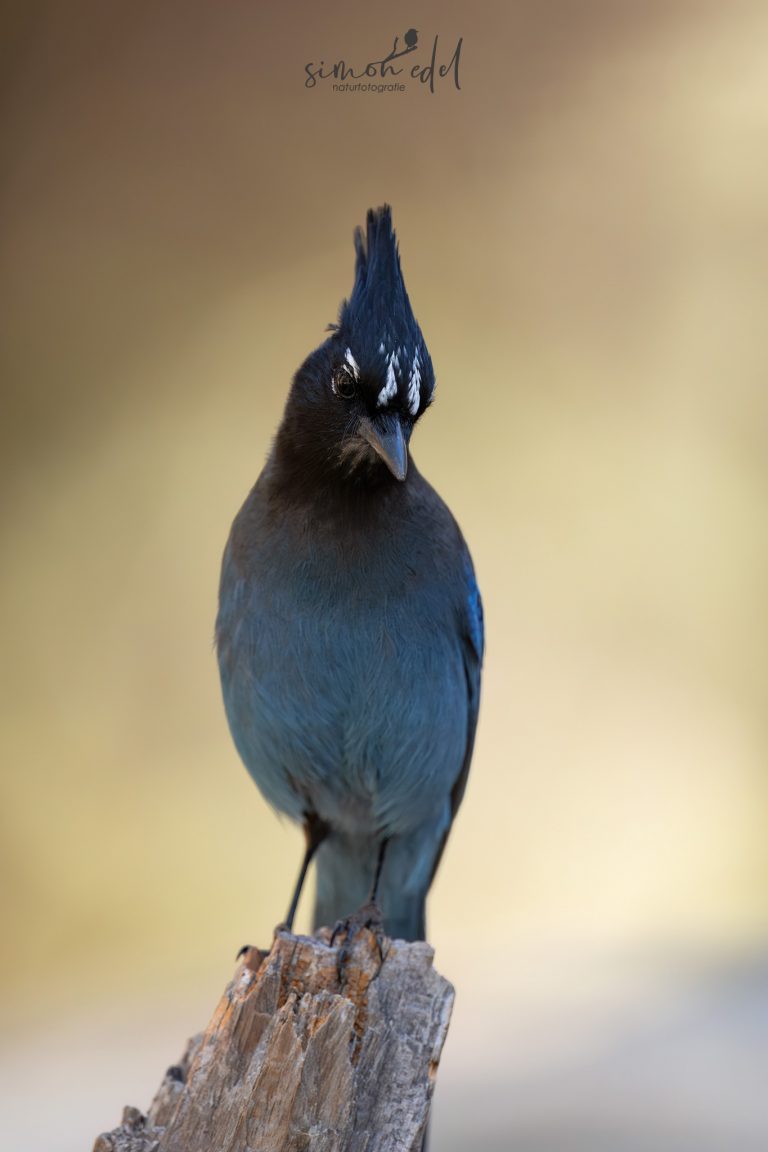 Steller's Jay in the morning light / Diademhäher im Morgenlicht