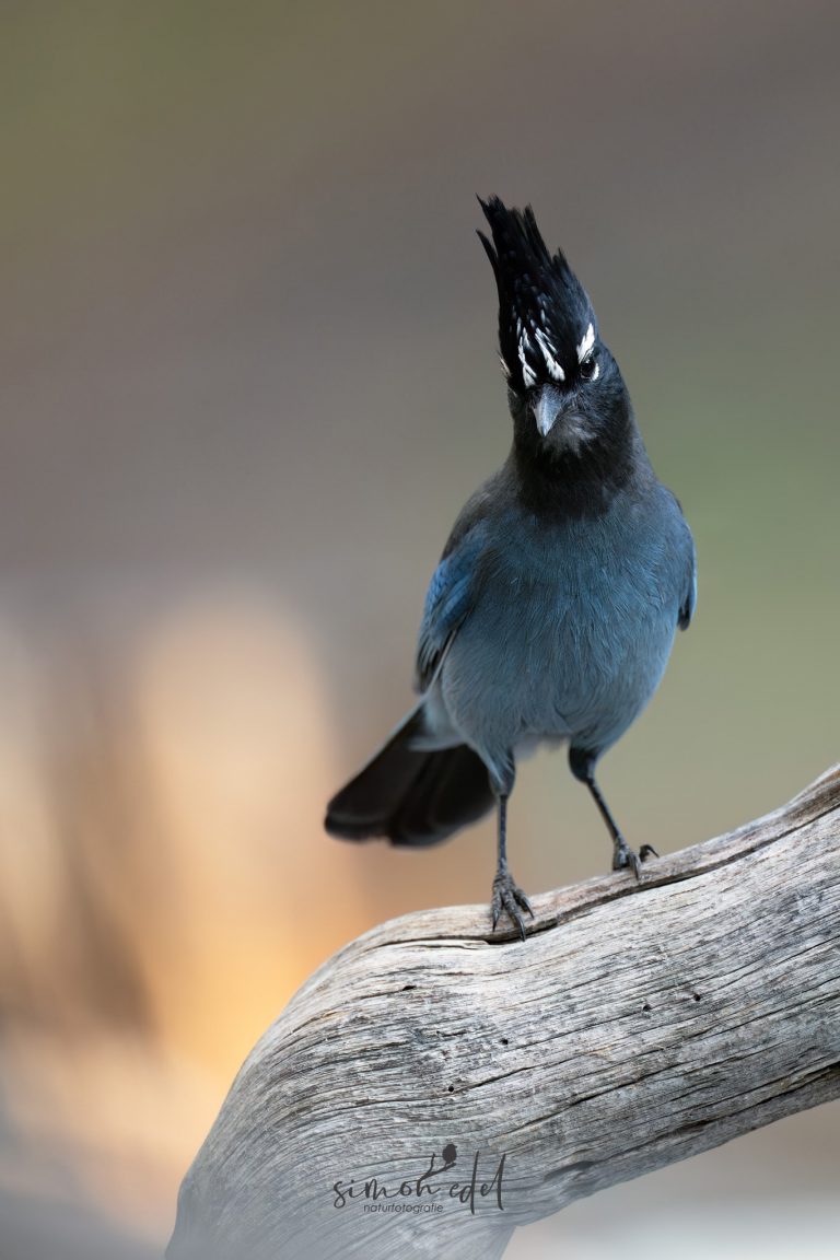 Steller's Jay looking into the camera / Diademhäher schaut in die Kamera