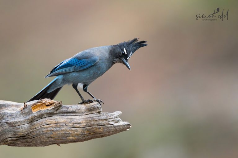 Steller's Jay sitting on a thick branch, looking / Diademhäher sitzend auf einem dicken Ast, schauend