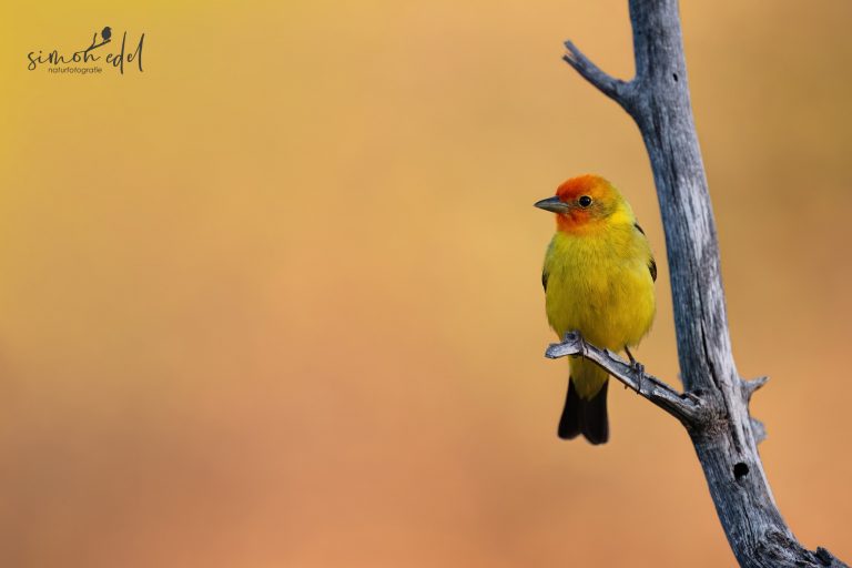 Western Tanager tone in tone on a dead tree / Kiefernkardinal Ton in Ton auf einem toten Ast