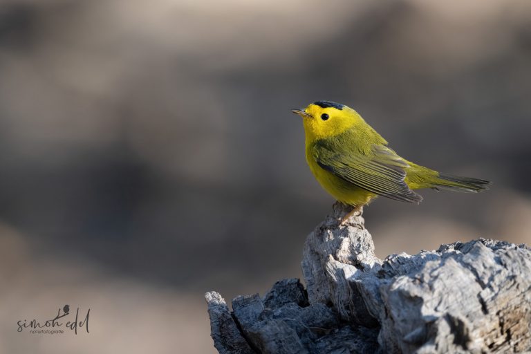 Wilson's warbler on a stomp / Mönchswaldsänger auf einem Baumstumpf