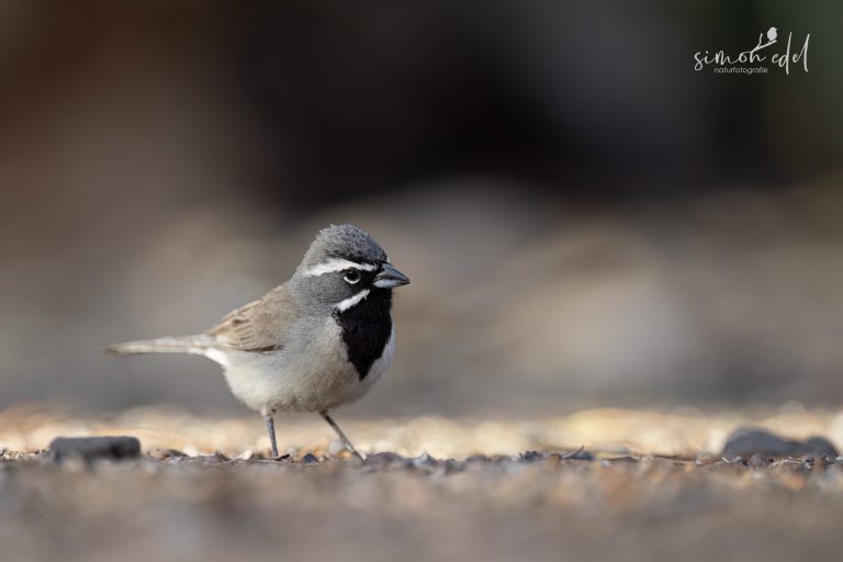 Black-throated sparrow looking into the camera standing on the ground / Schwarzkehl-Ammer schaut in die Kamera, im Kies stehend