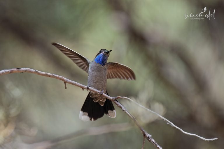 Blue-throated mountain-gem spreading its wings sitting on a perch / Blaukehlnymphe spreizt die Flügel sitzend auf einem Zweig