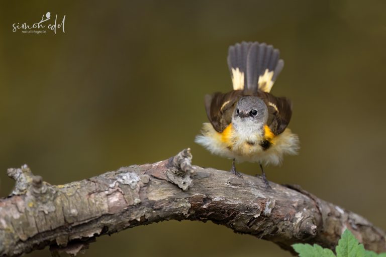 American redstart female fantailing / Rotschwanz-Waldsänger-Weibchen stellt ihren Schwanz auf