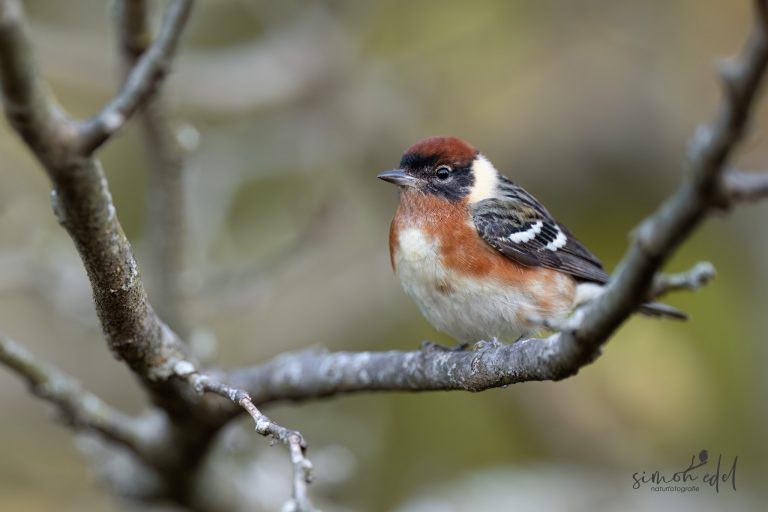 Bay-breasted warbler perching on a twig / Braunkehl-Waldsänger posiert auf Zweig
