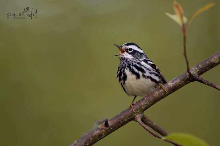 Black-and-white warbler singing on a tree / Kletterwaldsänger singt auf einem Ast