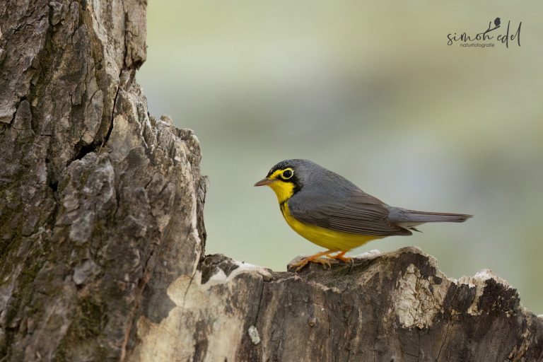 Canada warbler perching on a tree stomp / Kanadawaldsänger sitzt auf totem Baumstumpf