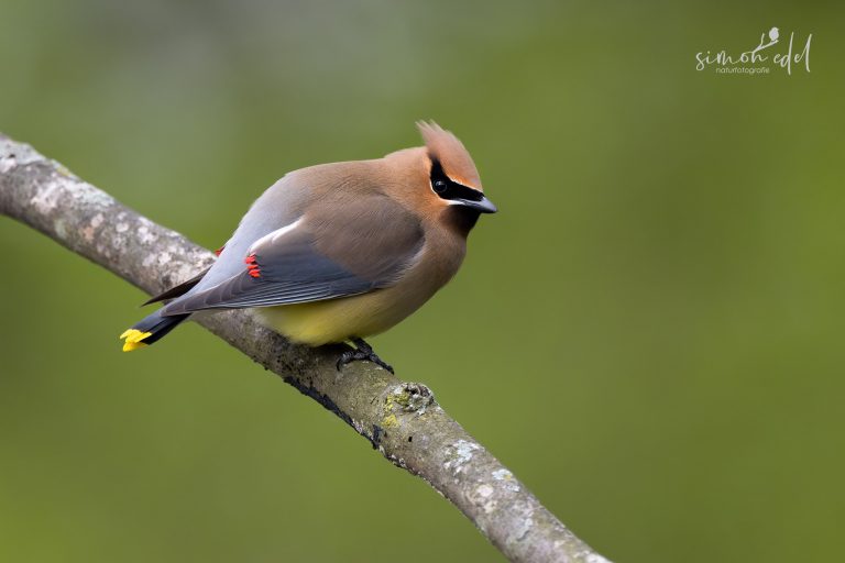 Cedar waxwing posing on a branch / Zedernseidenschwanz posiert auf einem Ast