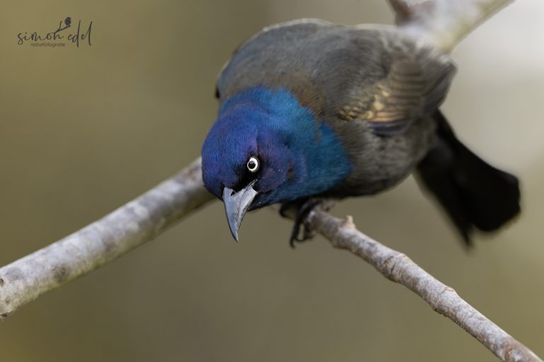 Common grackle looking directly into the camera / Purpurgrackel schaut direkt in die Kamera