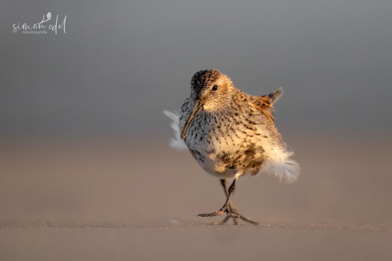 Dunlin with blown-out feathers walking close-by / Alpenstrandläufer mit ausfransten Federn läuft direkt an Kamera vorbei