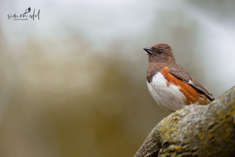 Eastern towhee perching on a tree / Rötelgrundammer sitzt auf dickem Ast