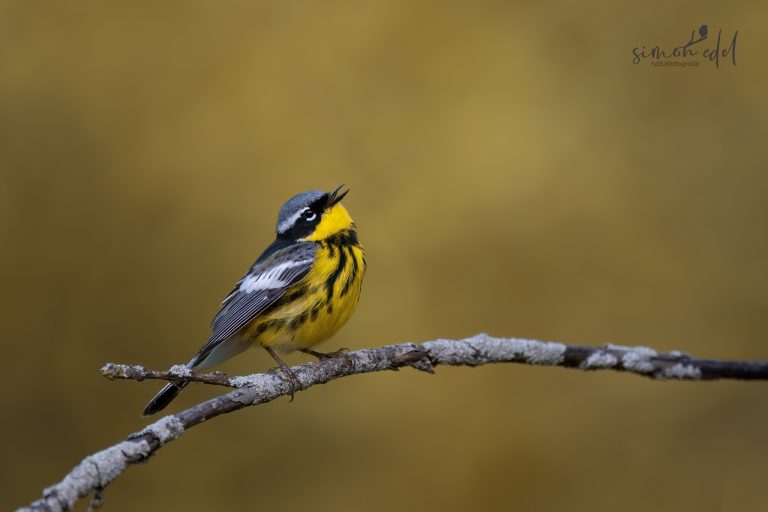 Magnolia warbler singing while perching on a twig / Magnolienwaldsänger singt auf Ast sitzend