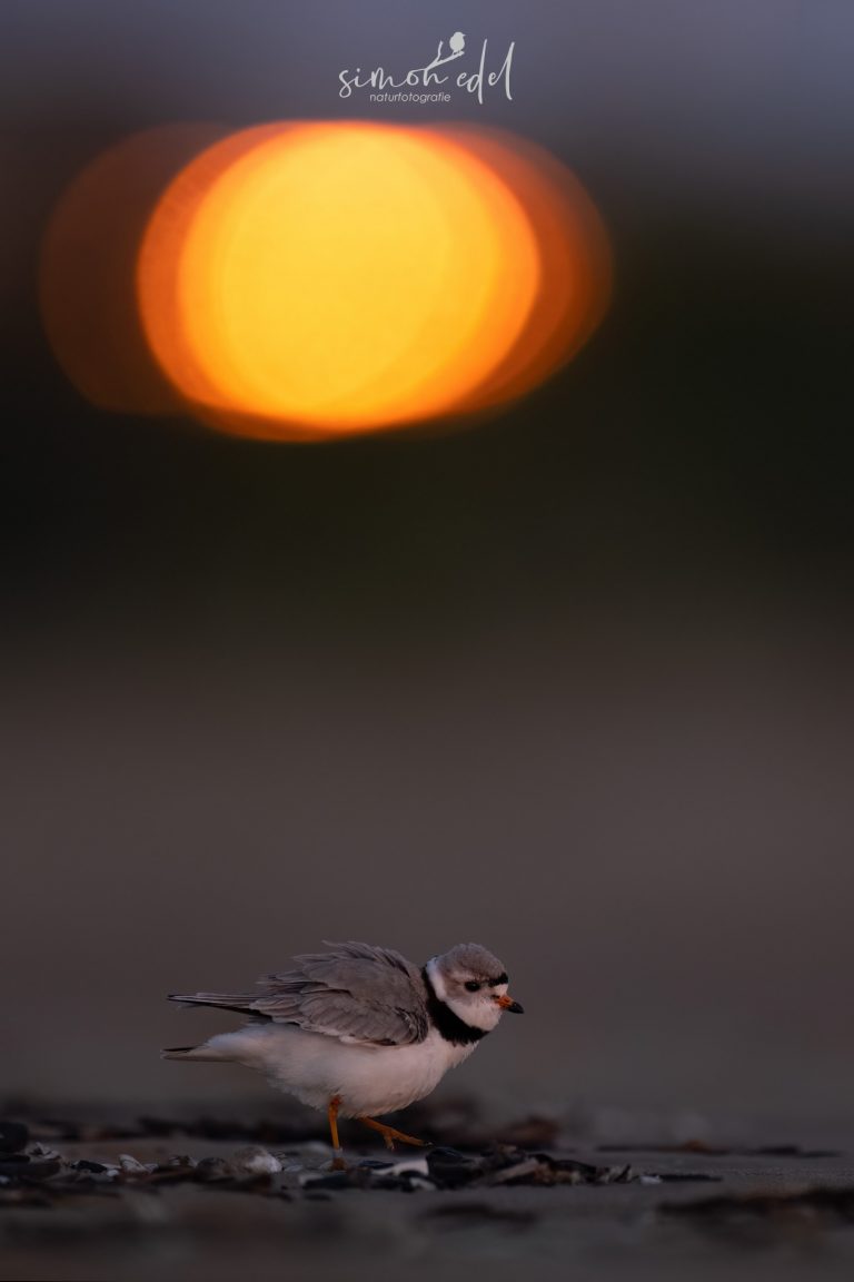 Piping plover shaking its feathers, a city light glowing in the back / Flötenregenpfeifer schüttelt sich, im Hintergrund leuchtet ein Licht der Stadt